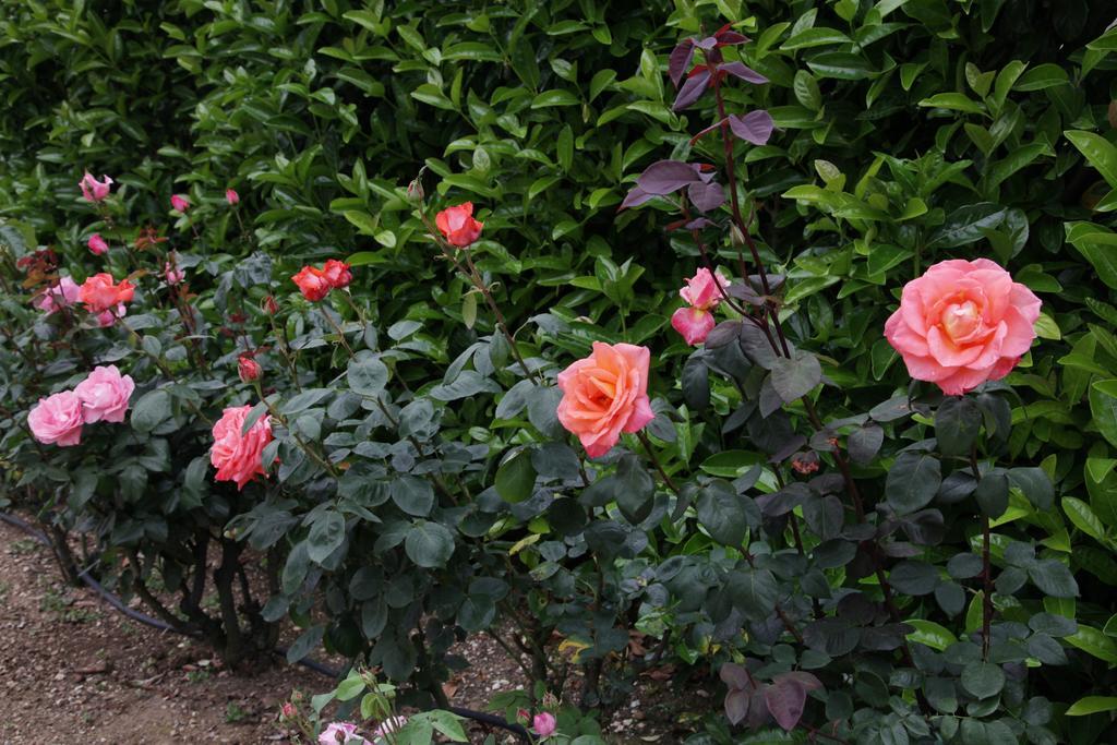 Rosemarie B&B Манчано Екстериор снимка